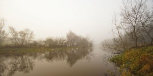 Swans on a Foggy River Lagan