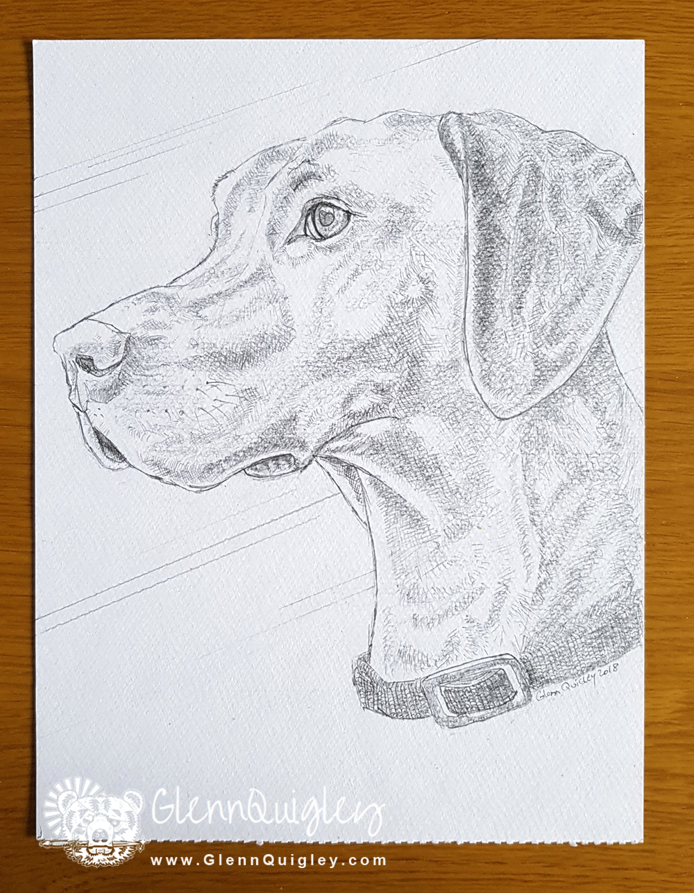 Pencil-drawing-of-Willow-Chris-Janaways-dog-2nd-April-2018-watermark-web