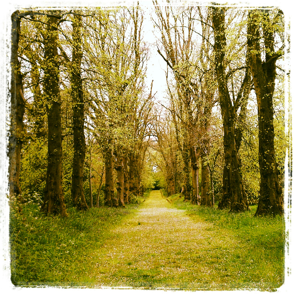 Hillsborough Castle forest path