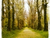 Hillsborough Castle forest path