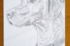 Pencil drawing of Willow by Glenn Quigley