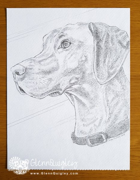 Pencil drawing of Willow, Chris Janaway's dog 2nd April 2018 watermark web