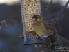 bird-feeder-5