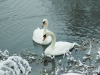 winter-swans1
