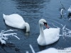 winter-swans2