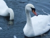 winter-swans2a