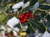 snow-and-holly-1