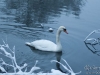 winter-swans3