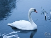 winter-swans4